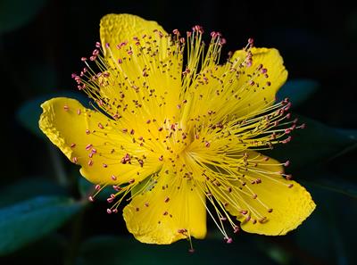 Hypericum calycinum - گل راعی